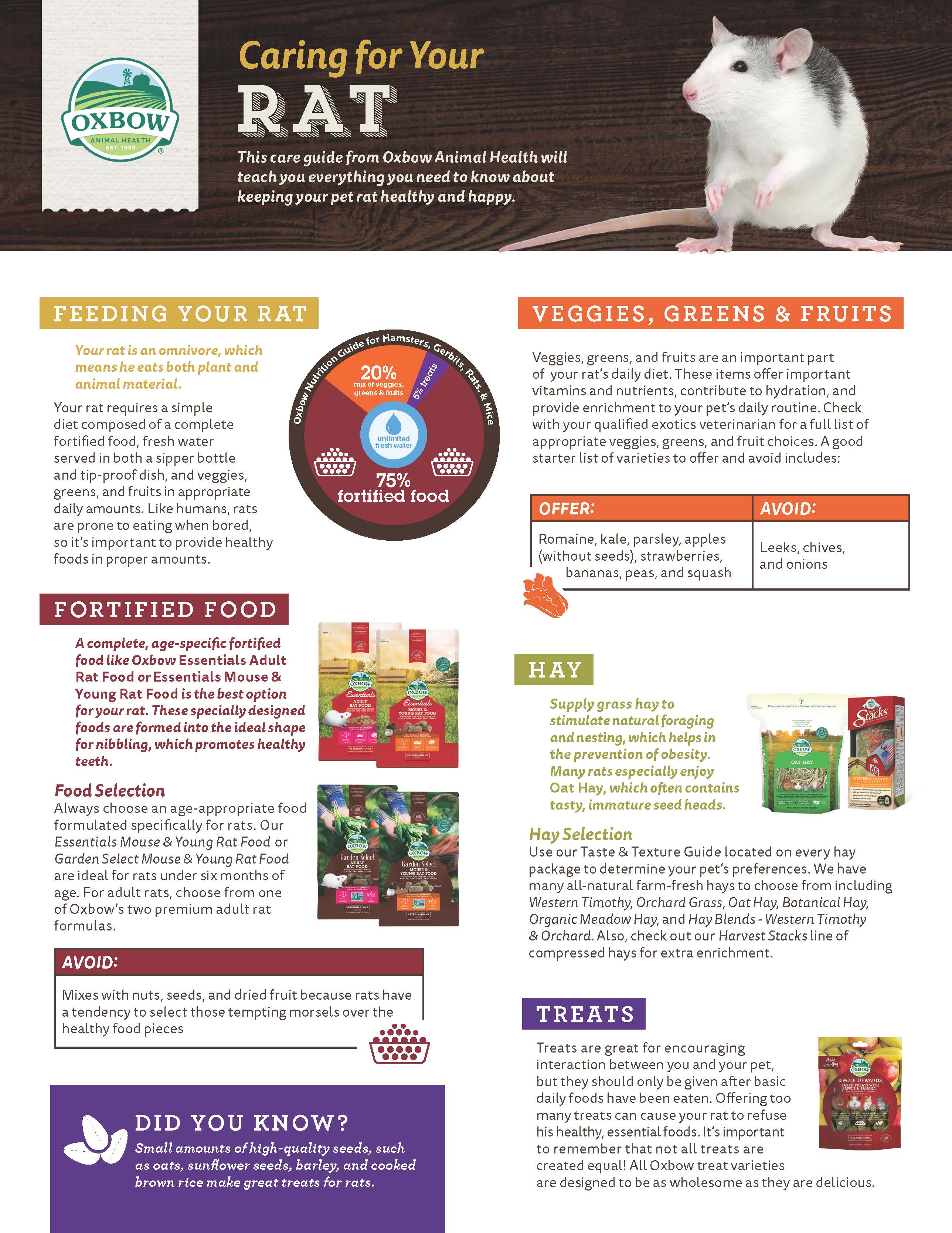 Caring for Your Rat – Specialised Animal Nutrition Pty Ltd